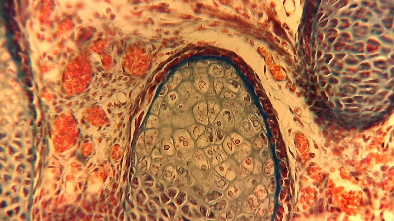 图 13：相机搭载 30mm Carl Zeiss Jena大孔径摄像管的Meiji目镜，Leitz 平场物镜 NPL 40/0.65，老鼠胚胎，软骨性脊柱，明视场，尽管缺少补偿目镜，但可视为可用的结果。