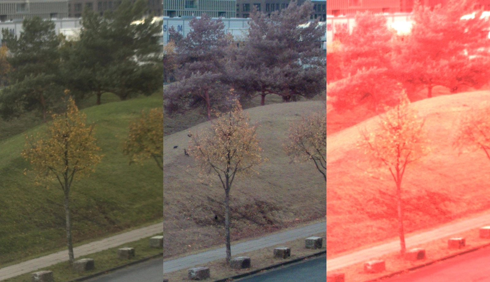 Comparison of color rendering: Images captured using (left) a color camera with an IR-cut filter and no automatic color correction; (middle) a color camera without an IR-cut filter, with automatic color correction enabled, resulting in reduced saturation; and (right) a color camera without an IR-cut filter and without automatic color correction, showing a strong red color cast due to infrared contribution.