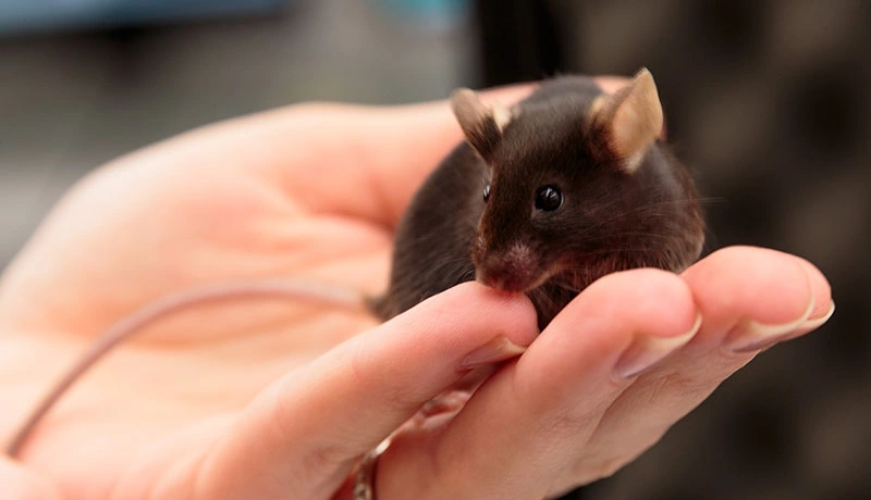 Researchers at Mathis Lab use machine learning tools and optogenetics to understand how neural circuits contribute to adaptive motor behaviors. Image credit: Cassandra Klos